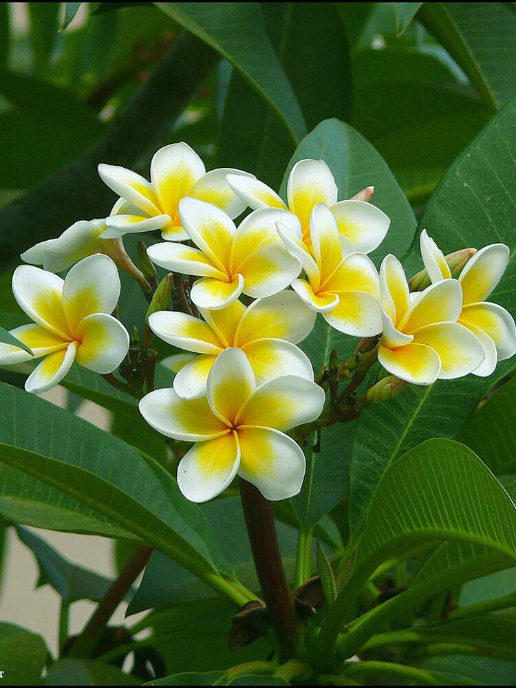 Nagchampa - Arghaan Incense